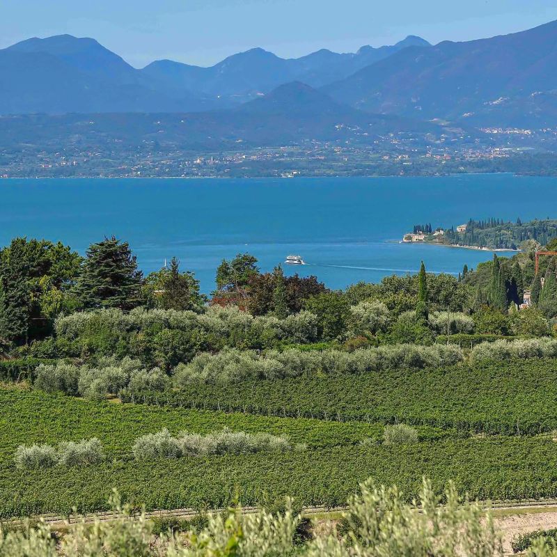 Der Bardolino-Wein: Geschichte, Traditionen und Feste am Gardasee